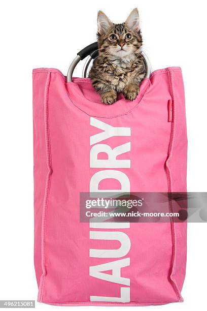 a munchkin cat in a pink laundry basket - tabby munchkin cat bildbanksfoton och bilder