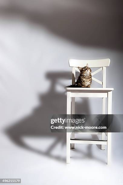 a shortlegged (munchkin breed) kitten - tabby munchkin cat bildbanksfoton och bilder