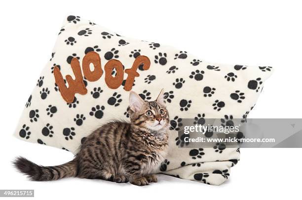 a munchkin kitten n front of a 'woof' cushion. - tabby munchkin cat bildbanksfoton och bilder
