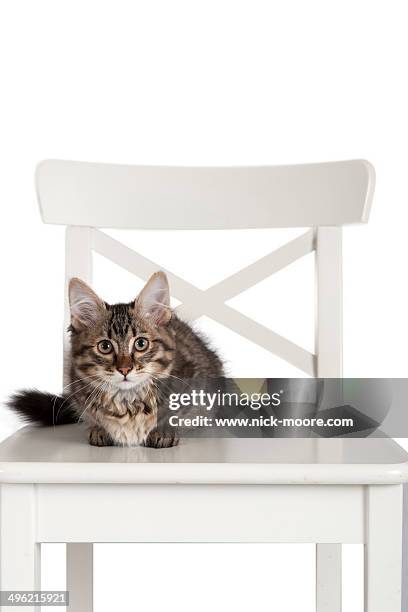 a munchkin kitten looks to camera - tabby munchkin cat bildbanksfoton och bilder