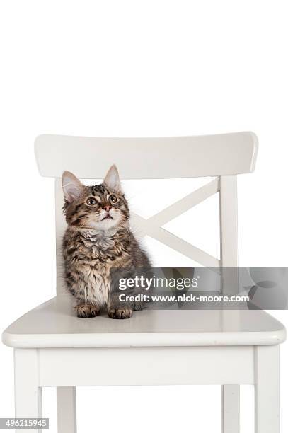 a munchkin breed of kitten - tabby munchkin cat bildbanksfoton och bilder