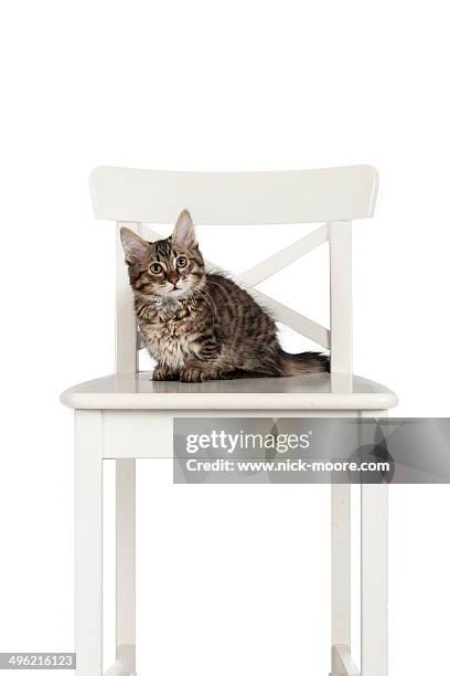 a munchkin breed of kitten looks to camera. - tabby munchkin cat bildbanksfoton och bilder
