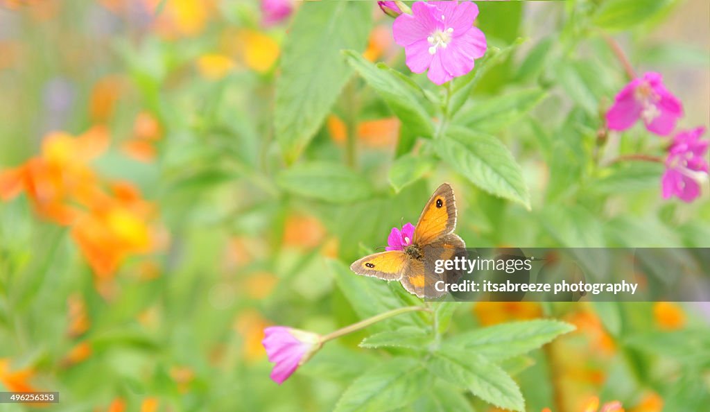 Meadow brown butterfly