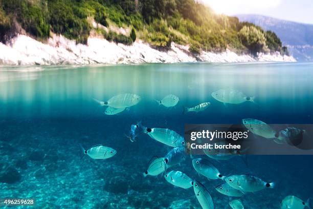 peces en el mar - kefalonia fotografías e imágenes de stock