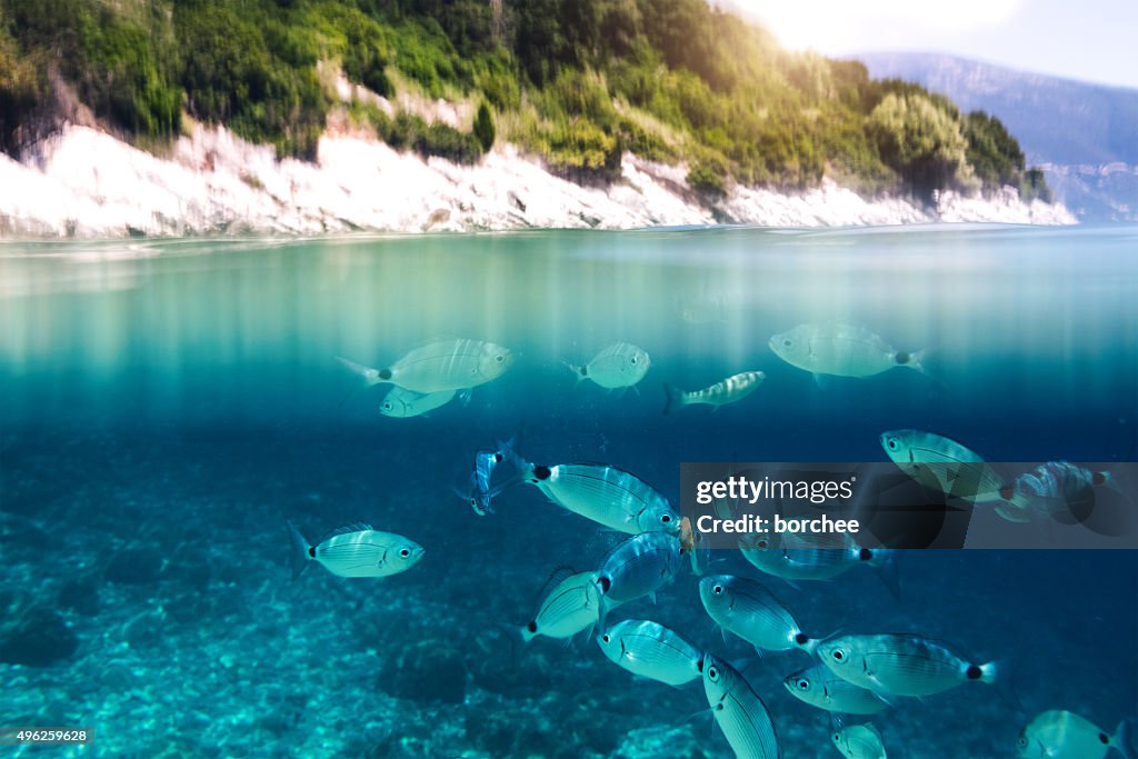 Fishes In The Sea