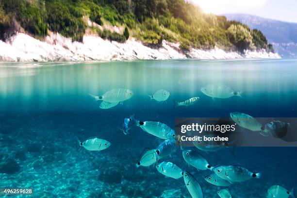 peixes no mar - cefalónia imagens e fotografias de stock