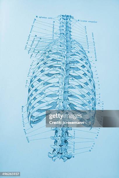 159 Vertebrosternal Ribs Stock Photos, High-Res Pictures, and Images ...