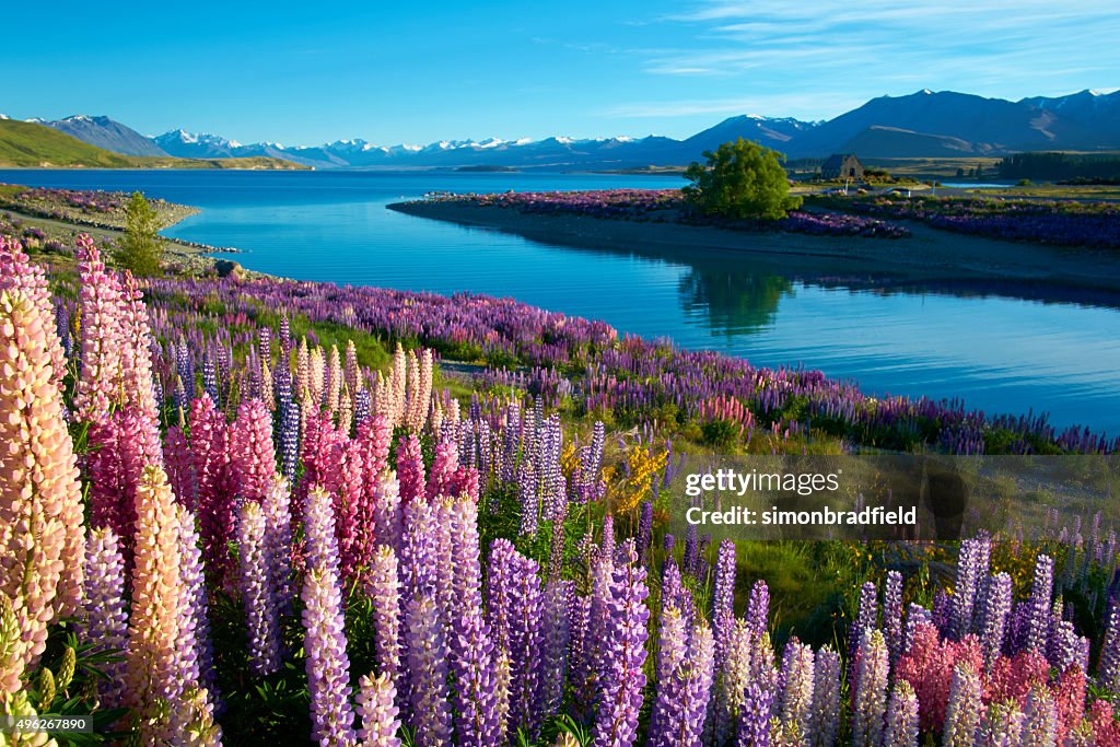 Lupins al lago Tekapo