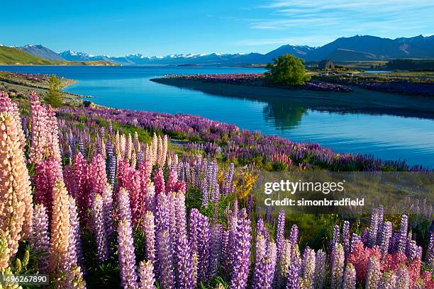 lupins al lago tekapo - nuova zelanda foto e immagini stock