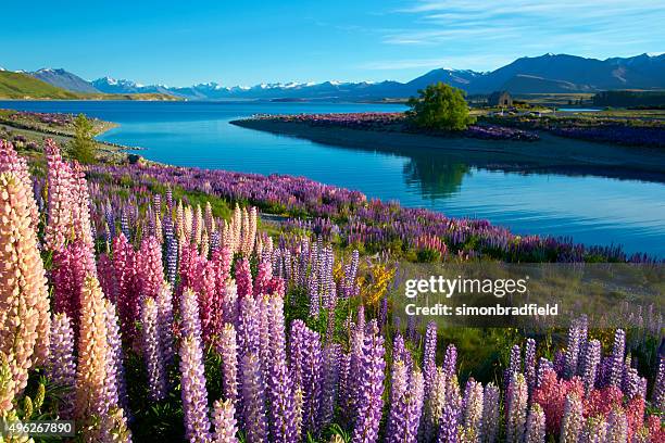 lupins at lake tekapo - lupin stock pictures, royalty-free photos & images