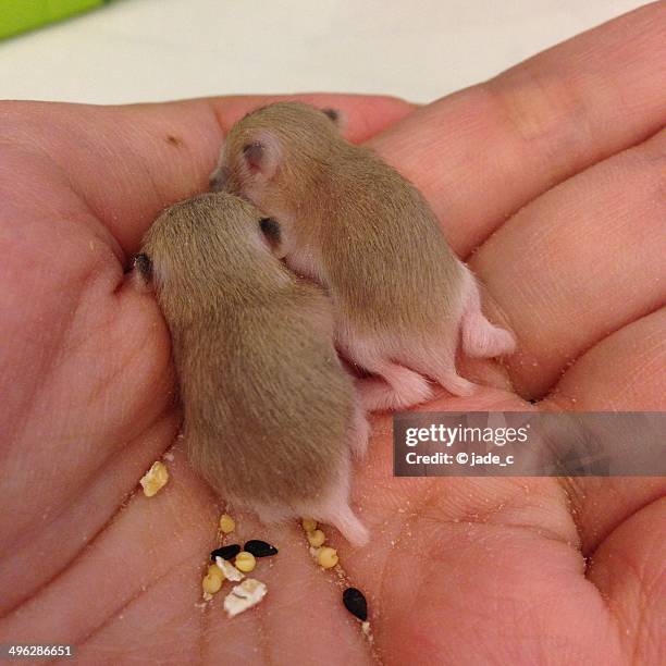 hamuketsu - hamster butts - roborovski hamster stock pictures, royalty-free photos & images