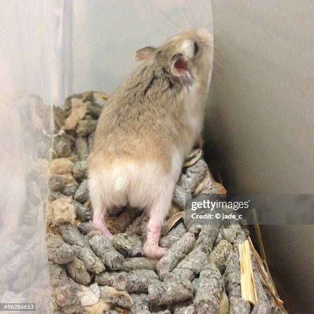 hamuketsu - hamster butts - roborovski hamster stock pictures, royalty-free photos & images