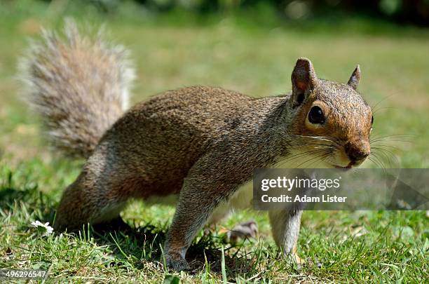 Scampering Animation Scampering Photos and Premium High Res Pictures - Getty Images
