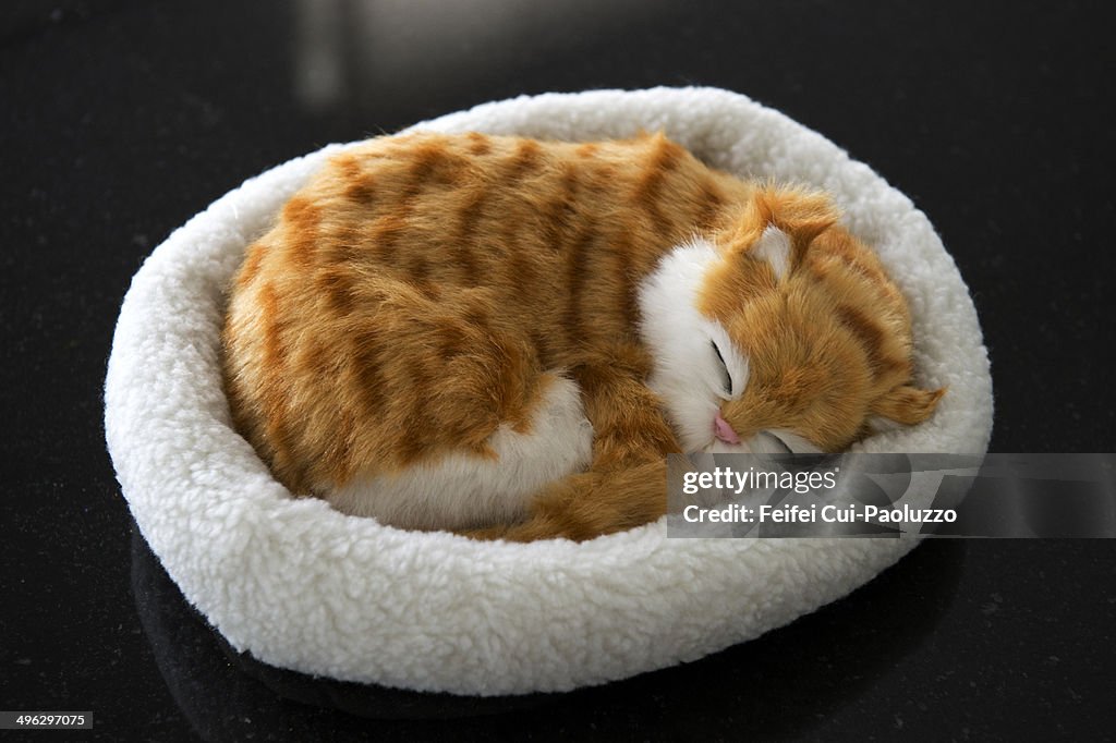 Sleeping cat at Bern, Switzerland