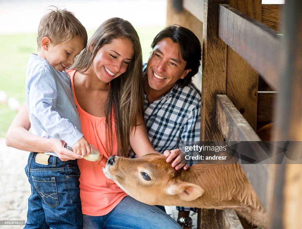 Familie, die Fütterung ein Kalb