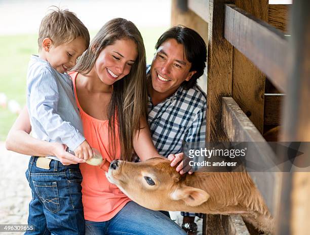 famille s'alimentant un veau - man milking woman photos et images de collection