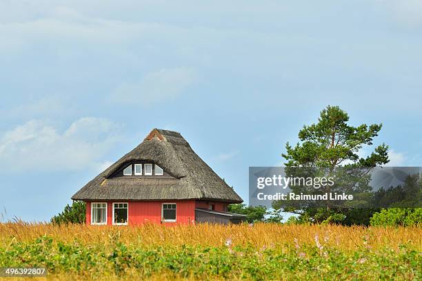 house with reed roof - mecklenburg vorpommern 個照片及圖片檔