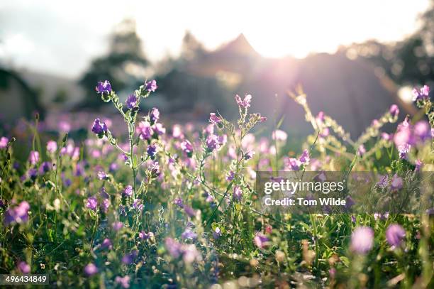 field of purple flowers with tents in background - wildblume stock-fotos und bilder