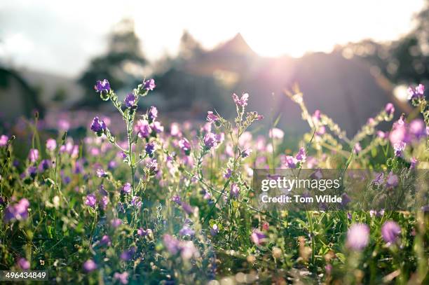 field of purple flowers with tents in background - purple weed flower photos et images de collection
