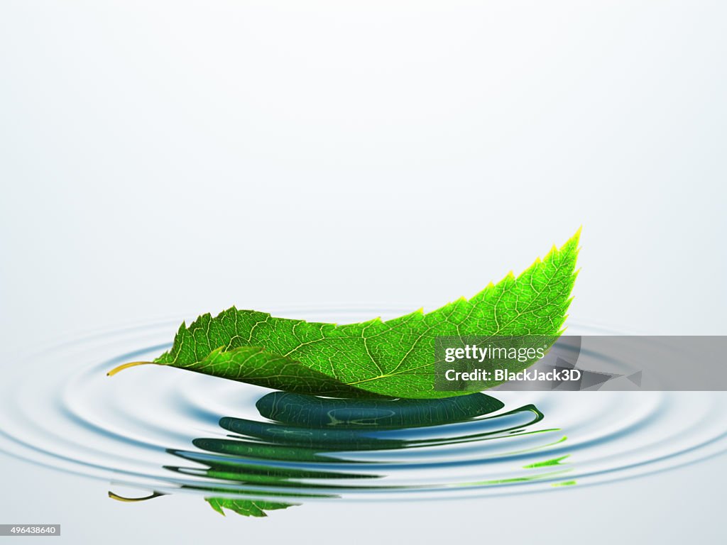 Leaf On The Water