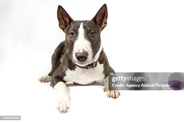 bull terrier - bull terrier stock-fotos und bilder