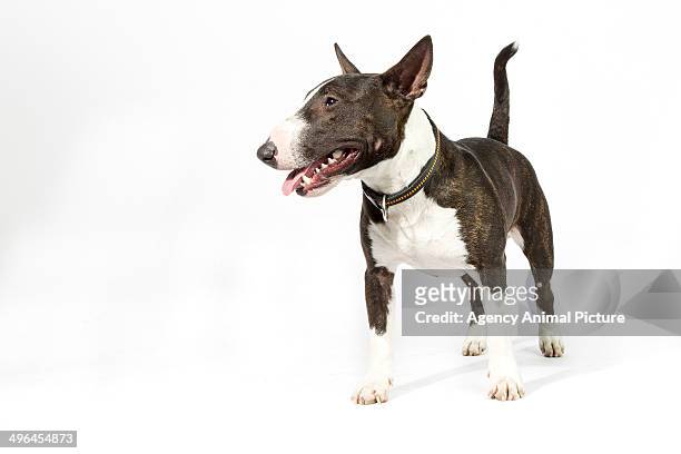 bull terrier - bullterrier bildbanksfoton och bilder