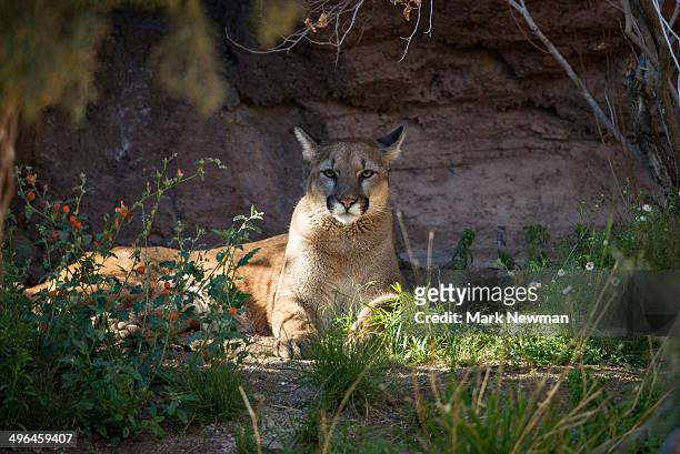 cougar, puma concolor - cougar fotografías e imágenes de stock