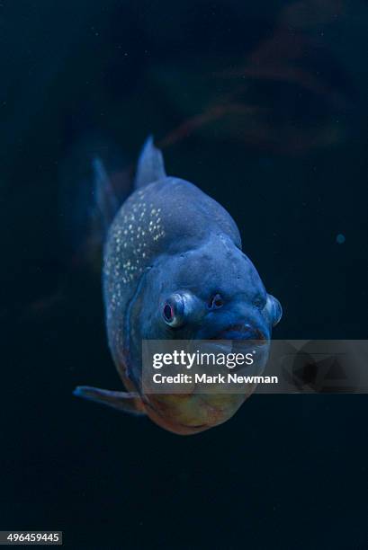 piranha - caribe stock pictures, royalty-free photos & images