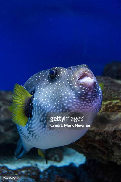 35 Pufferfish Funny Photos and Premium High Res Pictures - Getty Images