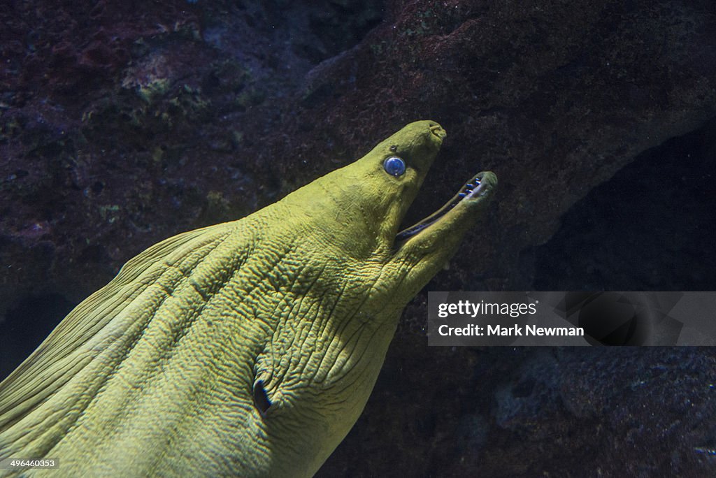 Green moray eel, gymnothorax funebris