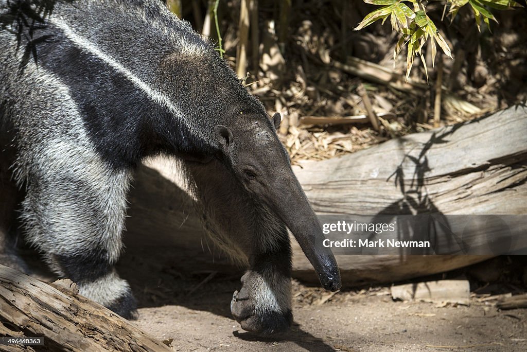 Giant anteater, myrmecophaga tridactyla