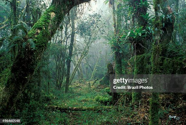 Atlantic forest , Brazil. The Atlantic Forest is a terrestrial biome and region which extends along the Atlantic coast of Brazil from Rio Grande do...