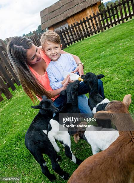 junge fütterung die ziegen - familie zoo stock-fotos und bilder