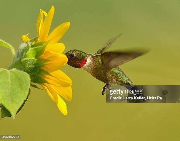 ruby-throated hummingbird - ruby throated hummingbird photos et images de collection