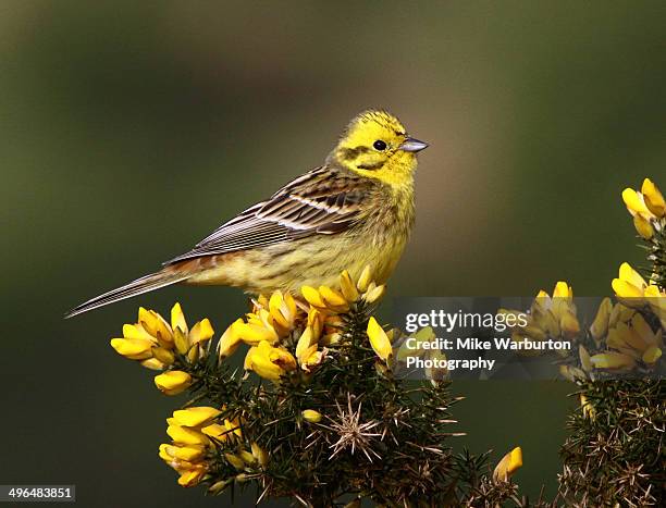 Yellow Hun 747 Yellowhammer Bird Stock Photos, High-Res Pictures, and Images ...