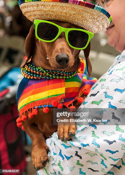dog sombrero and poncho costume
