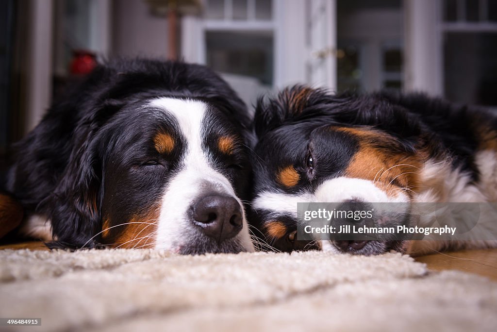 Two sleeping Bernese Mountain Dogs