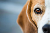 Inquisitive Beagle Hound