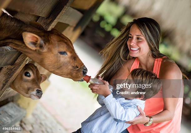 boy feeding a cow - cows eating stock pictures, royalty-free photos & images