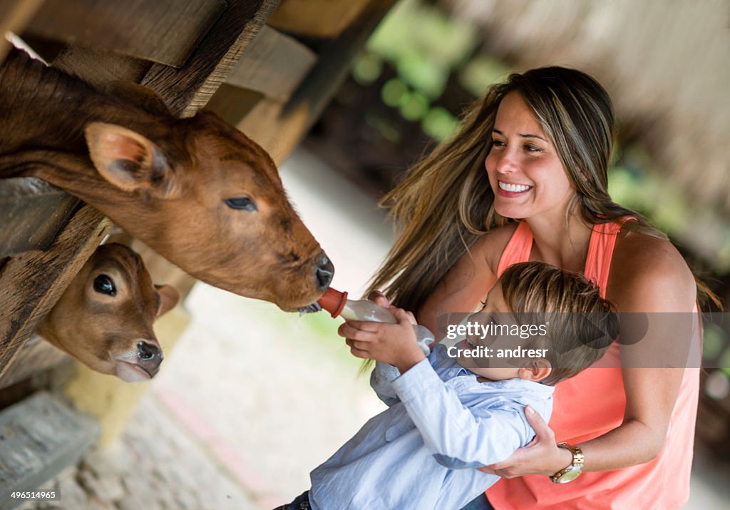 Boy feeding a cow