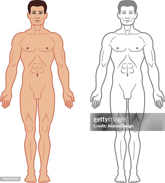 male body front view - mannequin arm stock illustrations