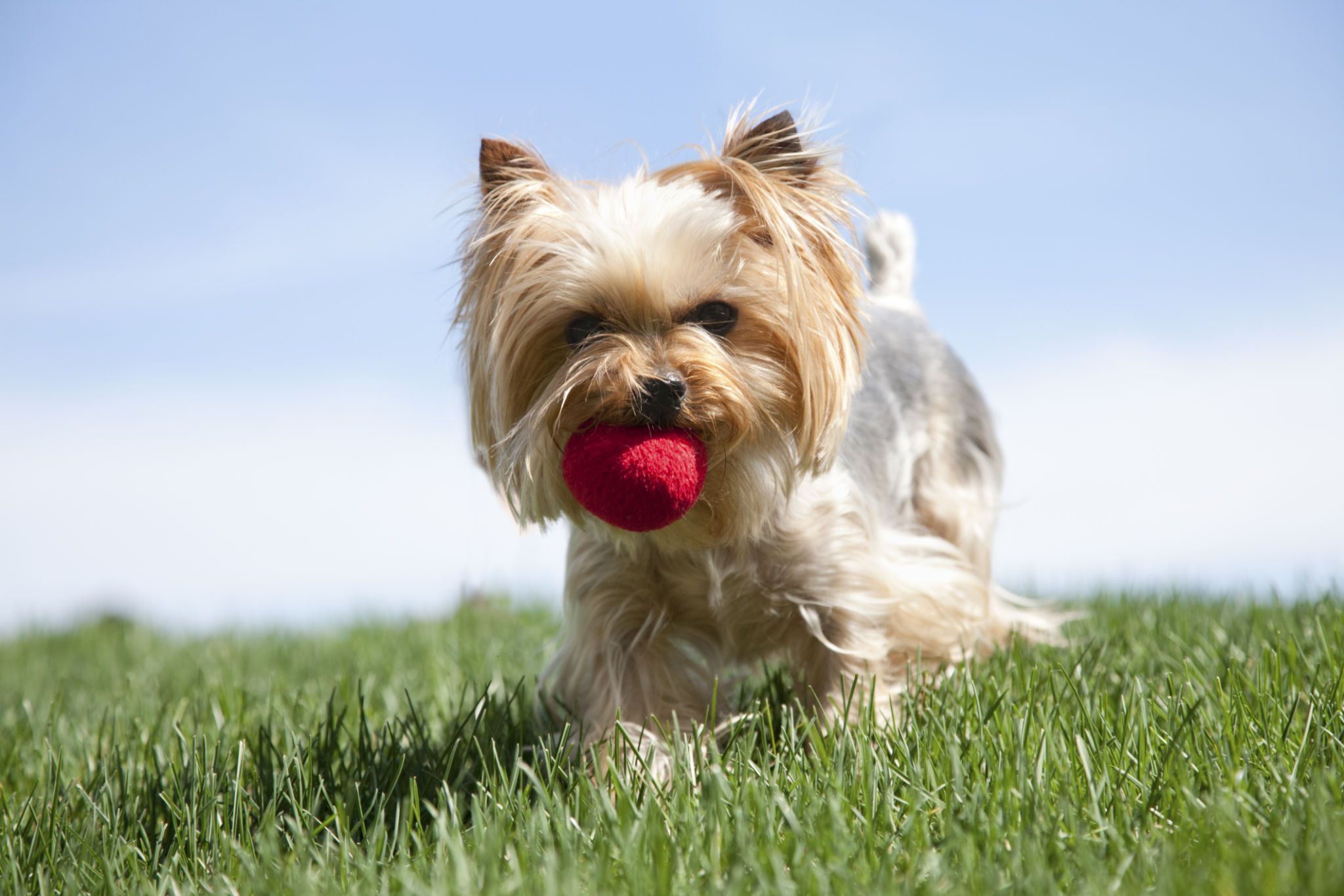 Yorkehire Terrier dog playing ball Yorkehire Terrier dog playing ball