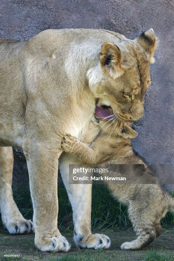 Lioness with cubs, panther leo