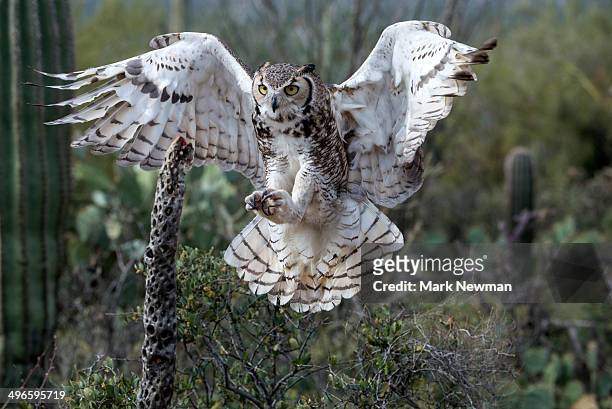 great horned owl, bubo virginianus - mocho orelhudo - fotografias e filmes do acervo