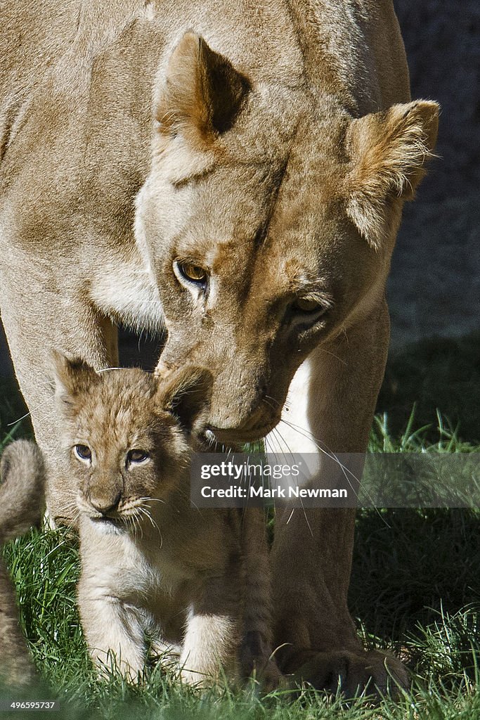 Lioness with cubs, panther leo