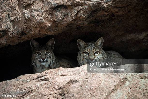 bobcats, felix rufus - bobcat stock pictures, royalty-free photos & images