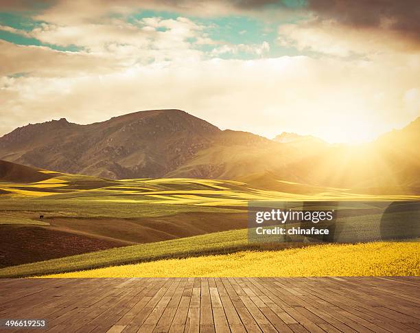 canola field - terrace british columbia stock pictures, royalty-free photos & images