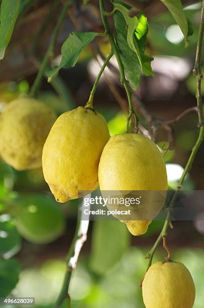 lemon fruits hanging on a tree - lemon tree stockfoto's en -beelden