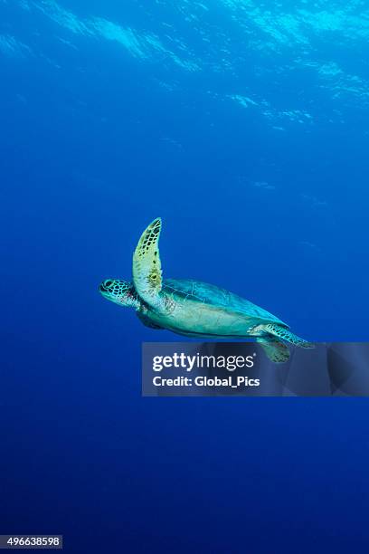 green sea turtle or hawksbill sea turtle - palau - loggerhead turtle stock pictures, royalty-free photos & images