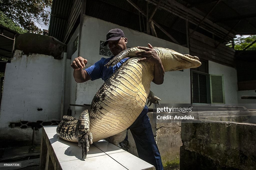 Crocodiles 'to guard death row prisons' in Indonesia